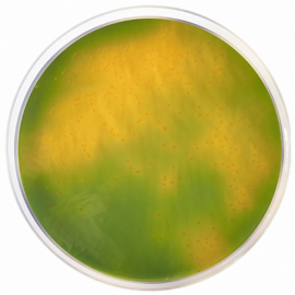 [1074] TCBS Agar ISO 500grams