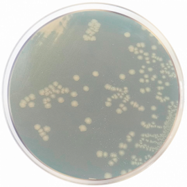 [1075] TSN Agar (Tryptone Sulfite Neomycin)  500grams