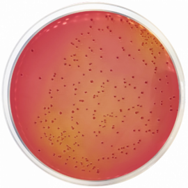 [1099] Macconkey Agar with Sorbitol (CT-SMAC) ISO 500grams