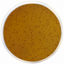 [1101] KF Streptococcal Agar with Bromocresol Purple 500grams