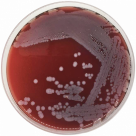 [1108] Blood Agar Base  500grams