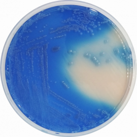 [1127] Fecal Coliforms Agar Base (m-FC) 500grams