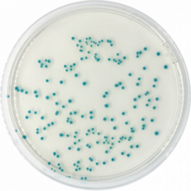 [1151] TBX Chromogenic Agar (Tryptone Bile X-Glucuronide) ISO 500grams