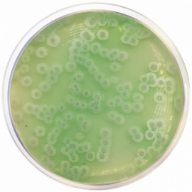 [1187] Gelysate Agar (Plate Count Agar Sugar Free) 500grams