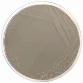 [1312] Yeast Extract Agar for Molds  500grams