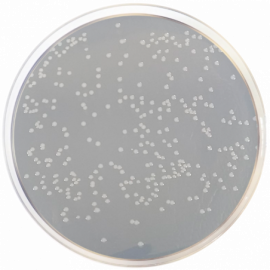 [1355] Nutrient Agar with Sodium Chloride ISO 500grams