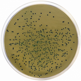 [1412] Condalab 1412 | M-EI Chromogenic Agar Base 500grams