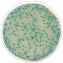 [1423] MRSA Chromogenic Agar Base 500grams