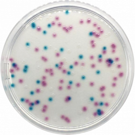 [1491] Condalab 1491 | E. coli-Coliforms Chromogenic Agar Base (BOE) 500grams