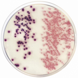 [2080] Condalab 2080 | Chromogenic Coliforms Agar (CCA) ISO 500grams