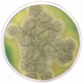 [2108] M-Green Yeast and Mold Agar 500grams