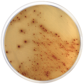 1588 E. coli O157:H7 Cromogenic Agar Base 500 g