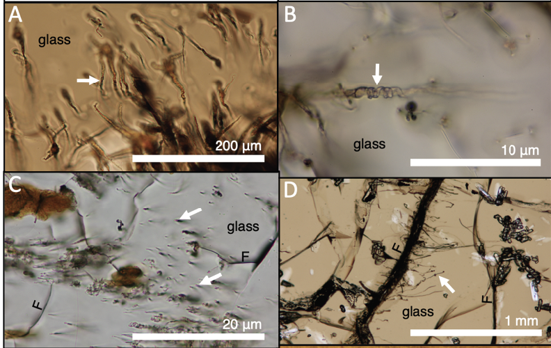 Geochemistry of altered hyaloclastites and hydrothermal vent fluids at oceanic spreading centers: Implications for astrobiology and understanding Earth’s largest submarine hydrothermal plume